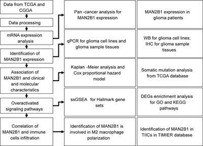 Immune Infiltration Associated MAN2B1 Is a Novel Prognostic Biomarker for Glioma